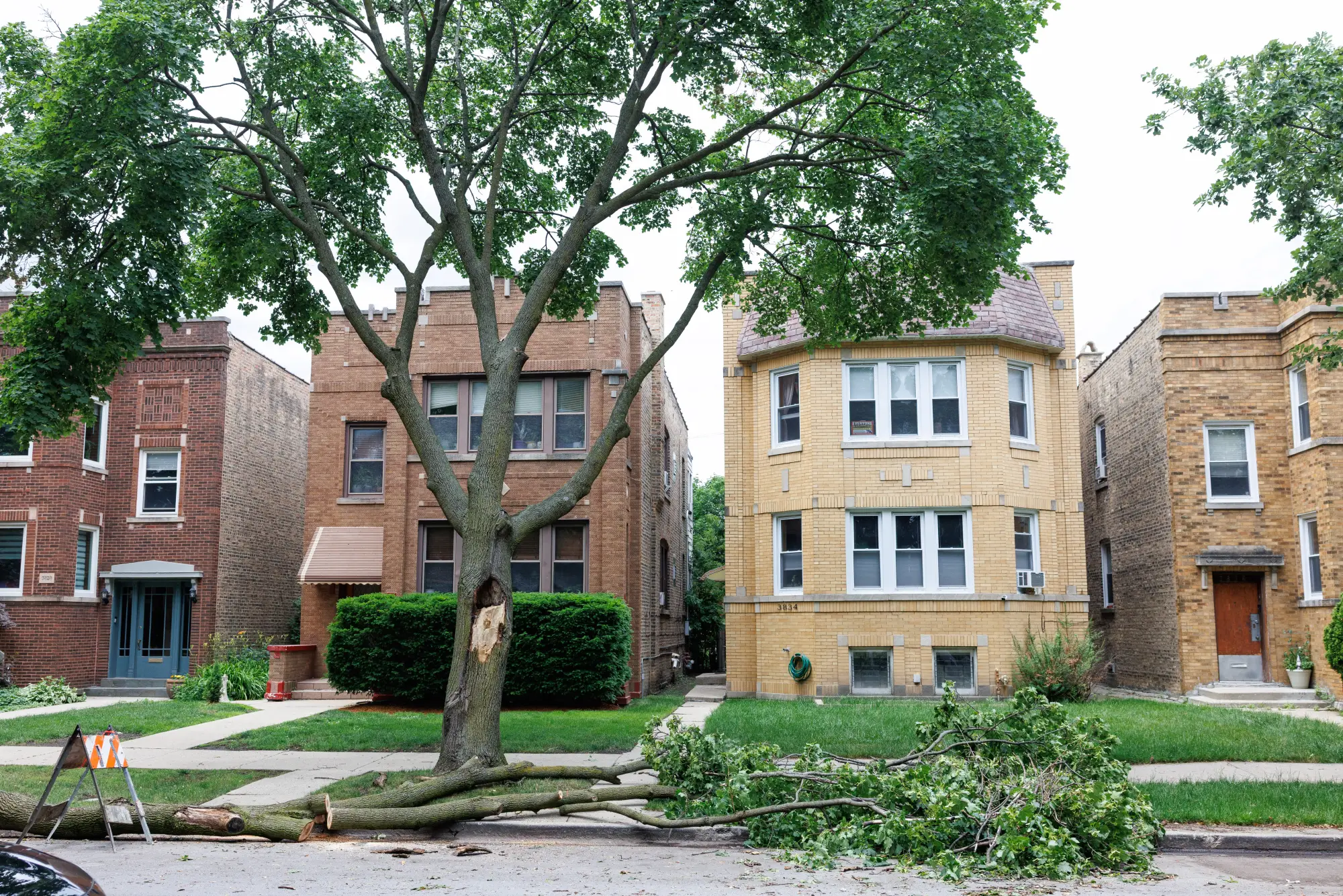 tree branch on the street